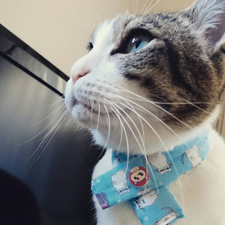 A509b59d ce7a 45cd ae15 d25153cd7faa