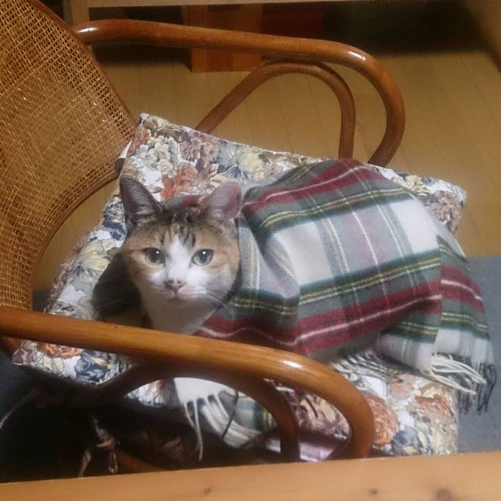 A50e4b8f 3633 4529 a14a 02edf487701c