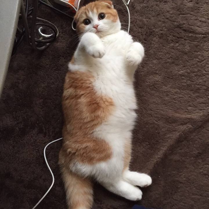 A50faf4c a6aa 4828 a2b7 2eb69ee53ee0