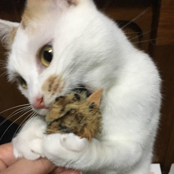 A5104d5e cec1 4f36 824f 9225eac856df