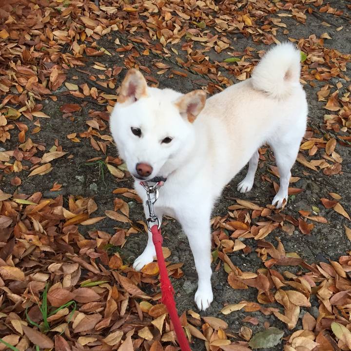 A5190fea a49f 477c 85c6 64daf8aa0508