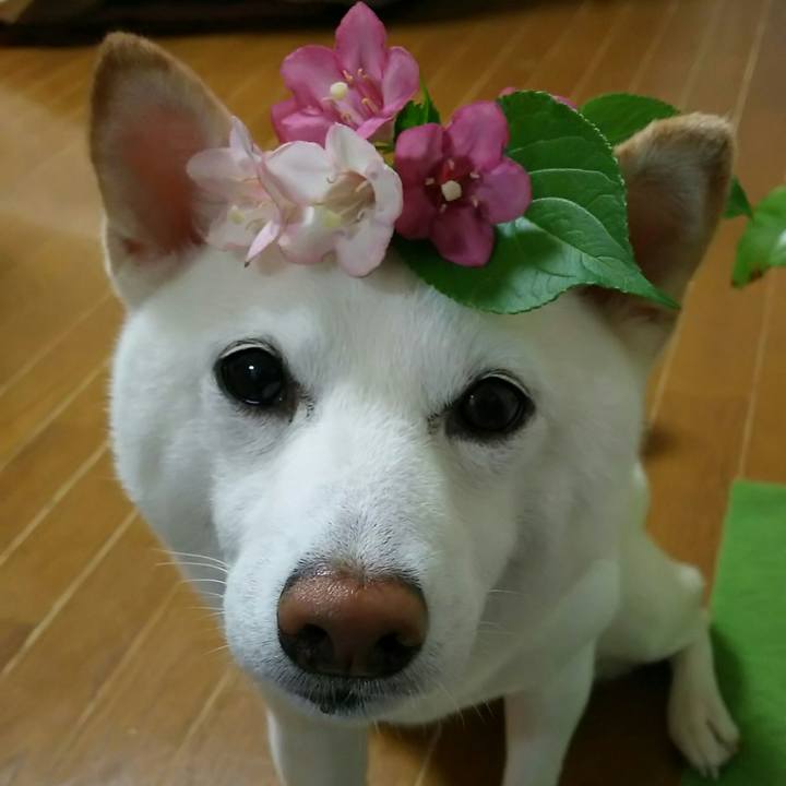 A51f2966 03f0 4a03 a6fb 8b7a9e0ea4ce