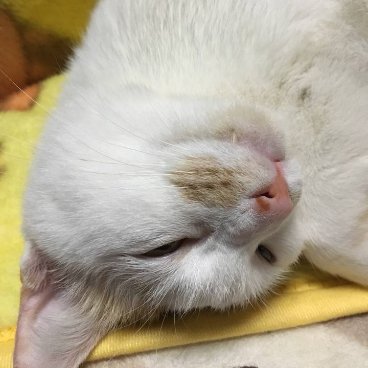 A521fa63 0256 467c b82f 1b026237bae1