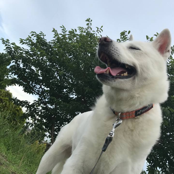 A5232ae7 393e 4edc 8f8f b54aec044184