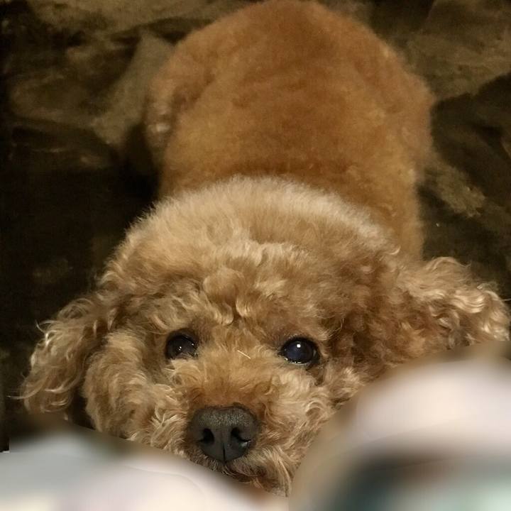 A52d8976 2fff 4a19 8996 e91e66350af4