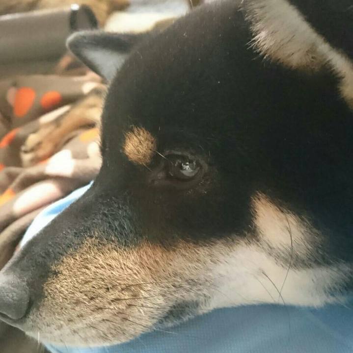 A52e9fa2 e68a 401d afdf d07e5c2a7d5b