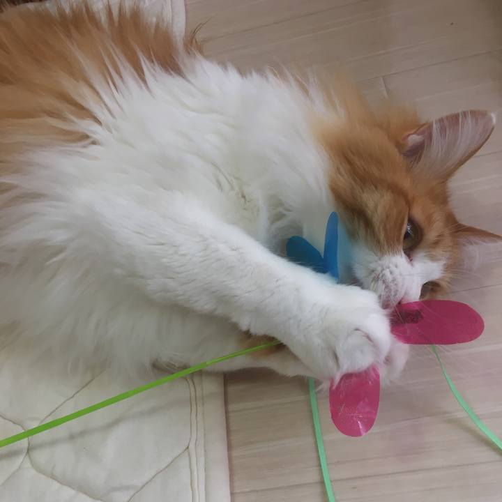 A530ccf2 6f8c 409c 8768 5c7035beb74f