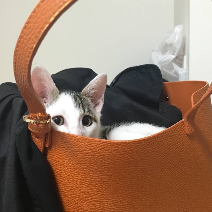 A535a99b 11de 4a56 baa1 c6d274d1245c