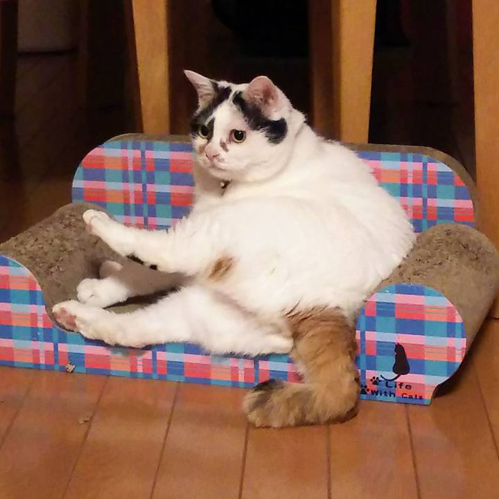 A53cb832 249e 4ebb bdfe 06a406f3fb33