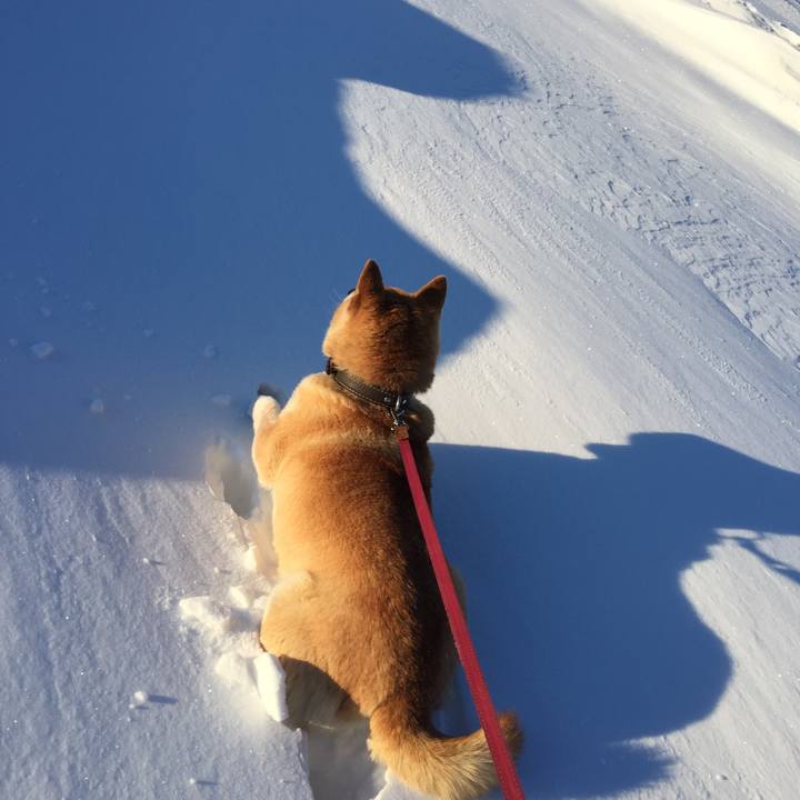 A54046be d91d 43d7 84f4 e01f2998601b