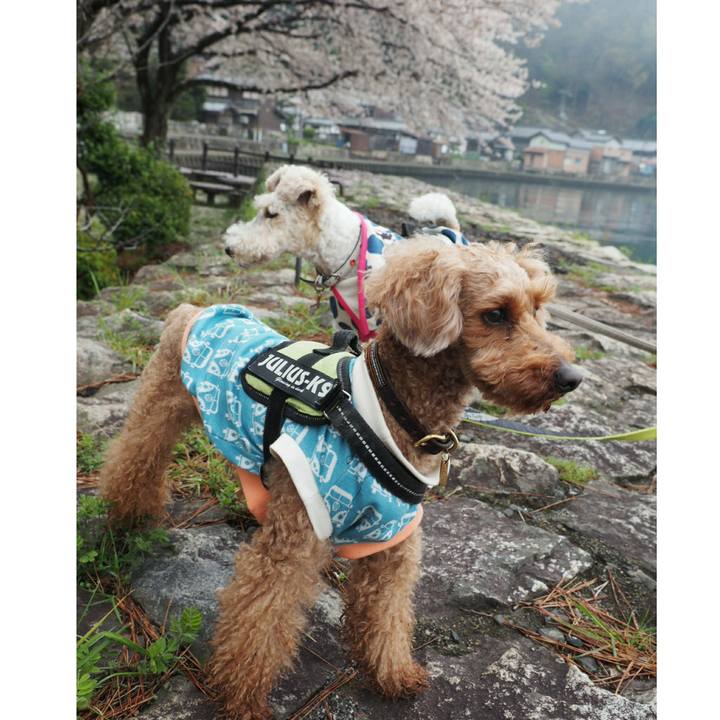 A54eda23 40d7 4cab 8c39 c6a44e9a1d66