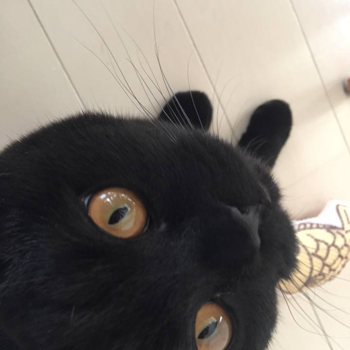 A54f0c8d b014 4f1b b5c9 1ab2770d8caa