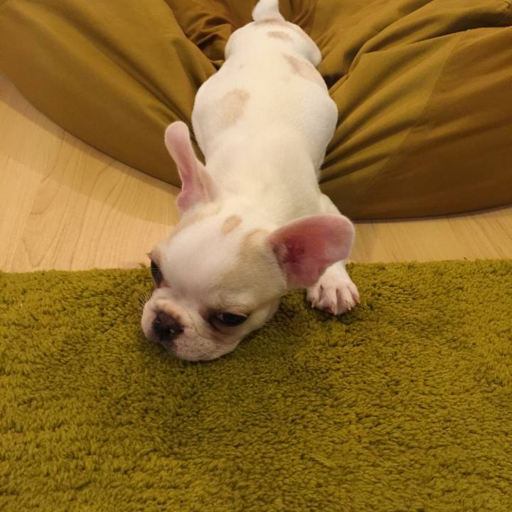 A54f6bb8 cf2e 4e26 a79d 3b599f95c008