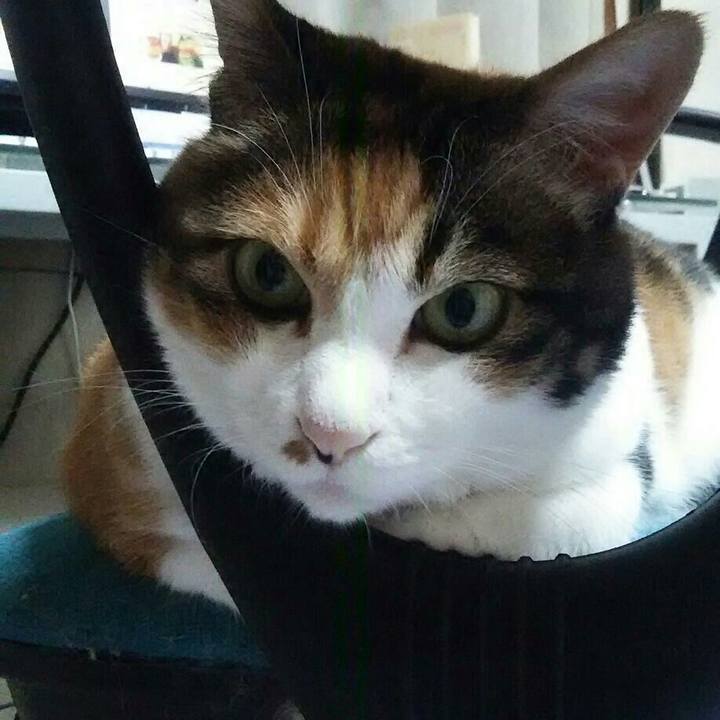 A54fe794 13c9 422e 8318 75c6a7d81868