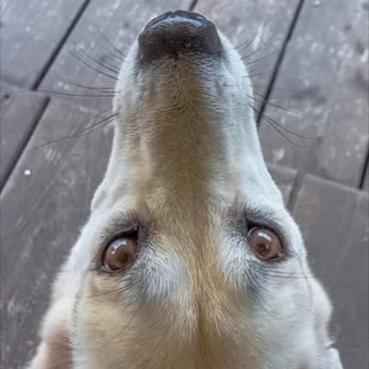 A5518f87 0ef9 4cfc b84d 8f57e487d6a0