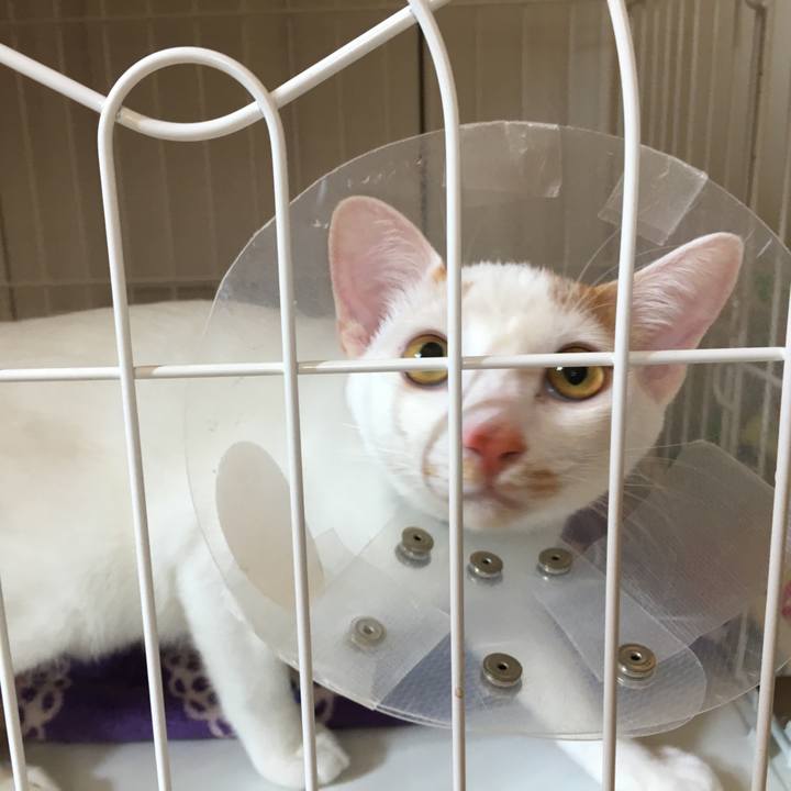 A5543a3d c8f1 4cdb a4ed 21a155cf1970