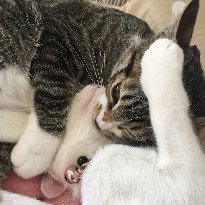 A55aa694 b4ca 4030 b740 82bf5499879e