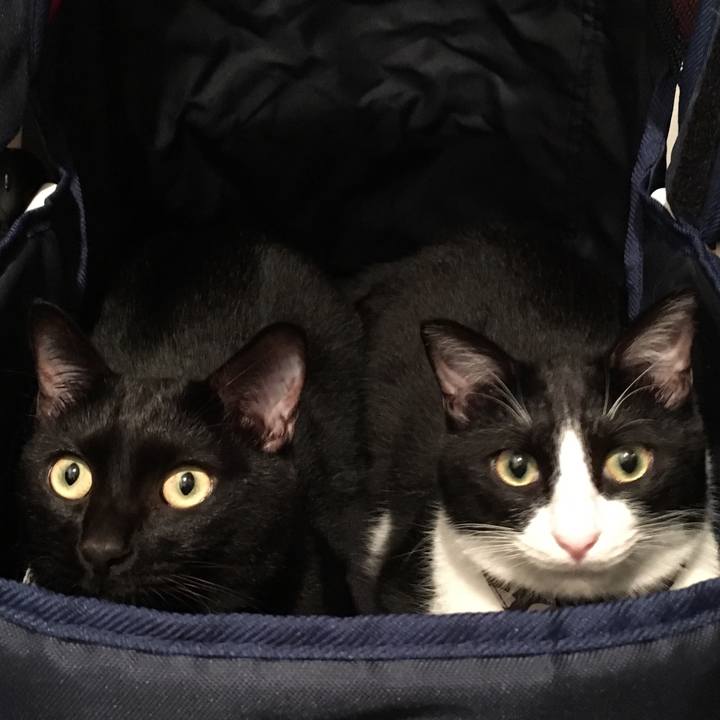 A56c20a4 4f3c 41bc 99d4 a487f17ea75b