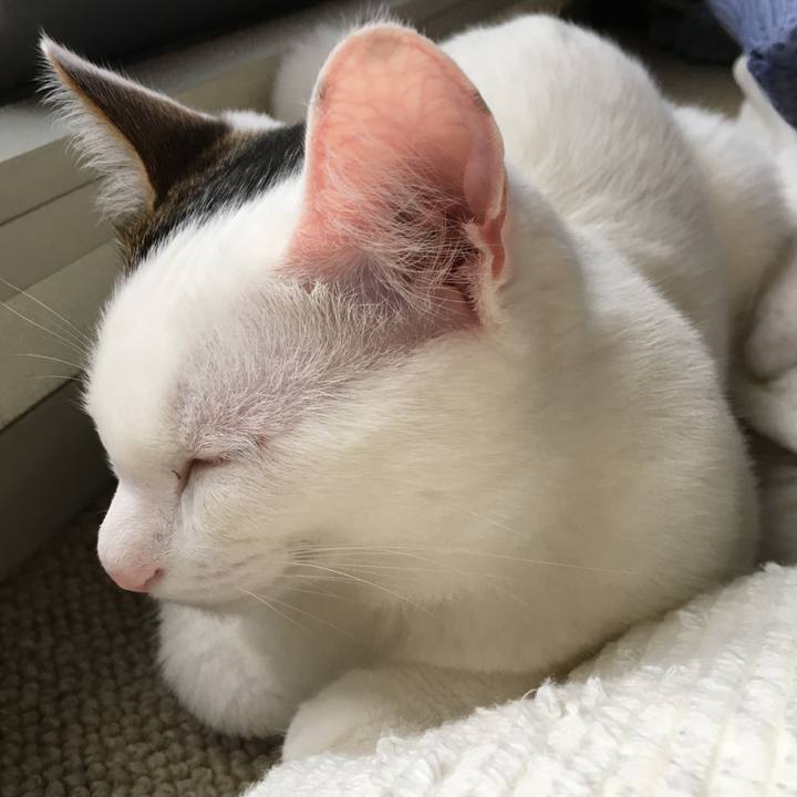 A5752038 73d4 4dc6 a1b4 7d3f271cefa2