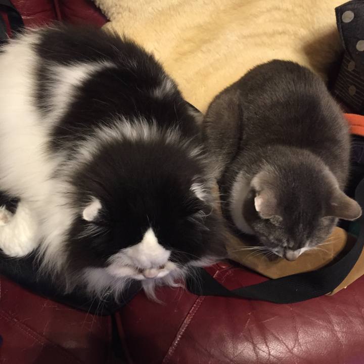 A576793b 0d7e 40d4 9cc4 269b4a1f491c