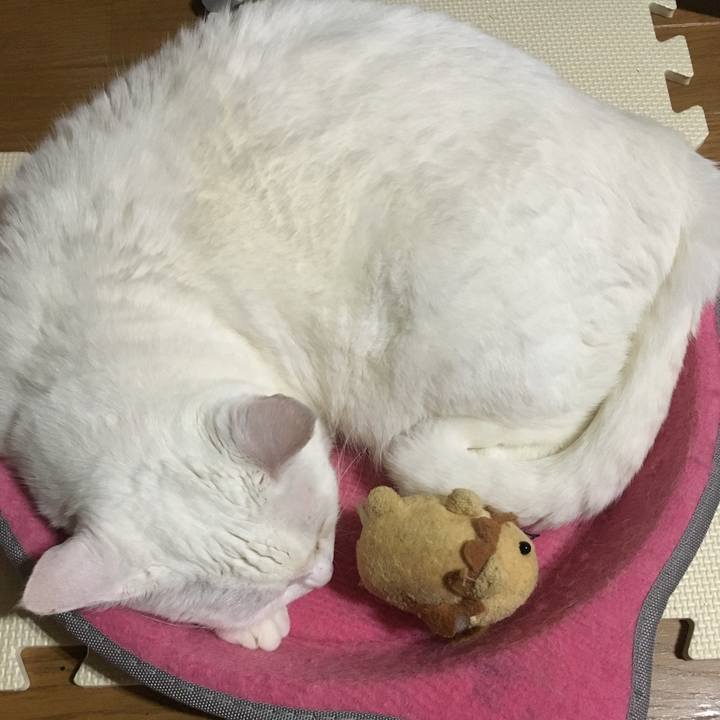 A58295f5 52fc 4f82 a52a f1d53ec10a5c