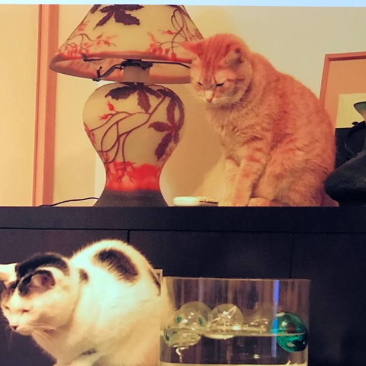 A582bdc1 f55a 4f2a 91f6 ca6e160a5819