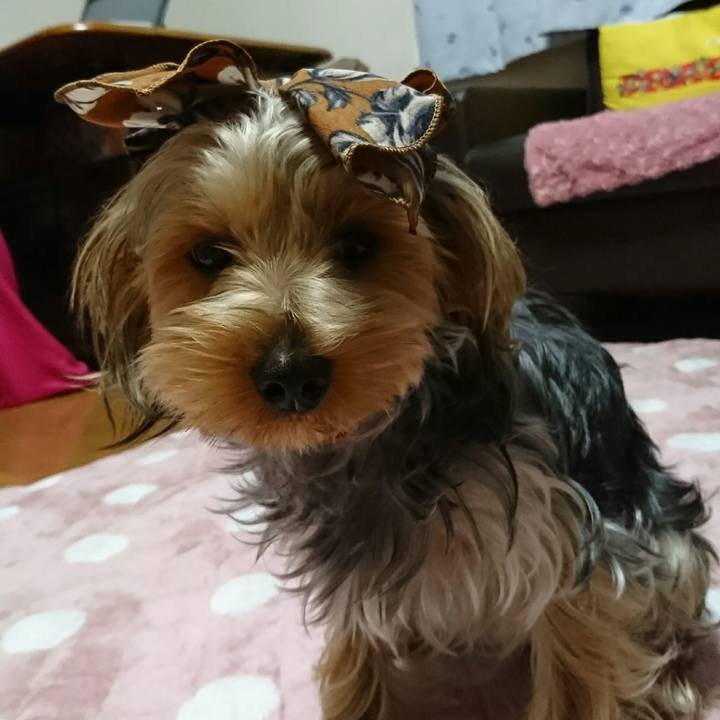 A58a3f57 4364 4b5b b2bb b57f8688d458