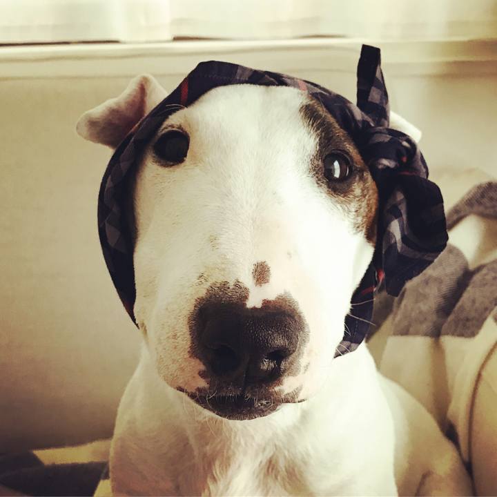 A58d5b2a 35e0 4427 9c6f ebccc8f518ea