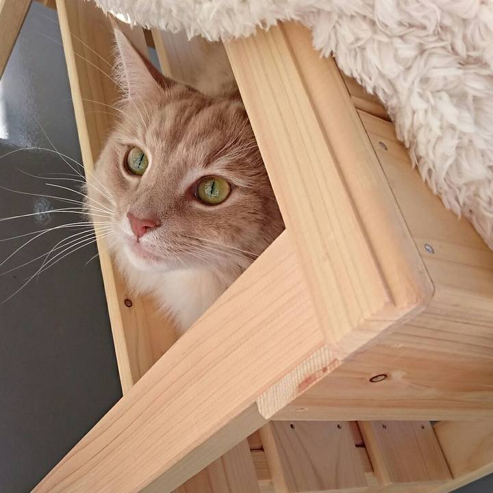 A58ff099 fe6c 4322 a9c6 ab282cc0f381