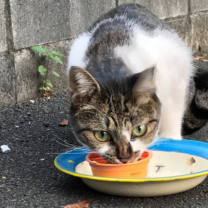 A5977e09 1c8a 4a36 a329 f9cfc7ec3e78