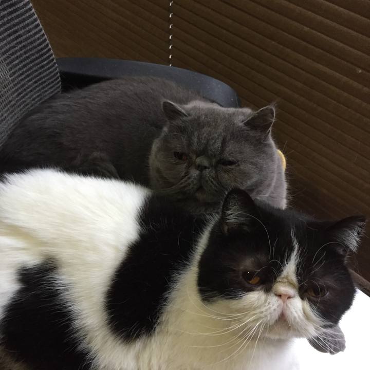 A5a55060 5be2 41f2 9c57 ba8480578bcd