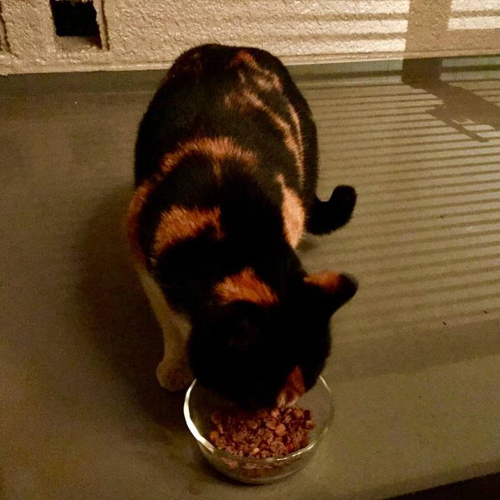 A5a5e2dc a34b 4e97 ae9e 79ccd2fb6da2