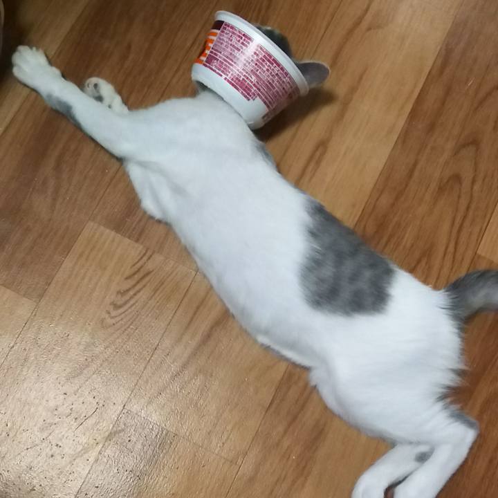 A5abae9f 52ad 4a23 9f86 f88079765e44