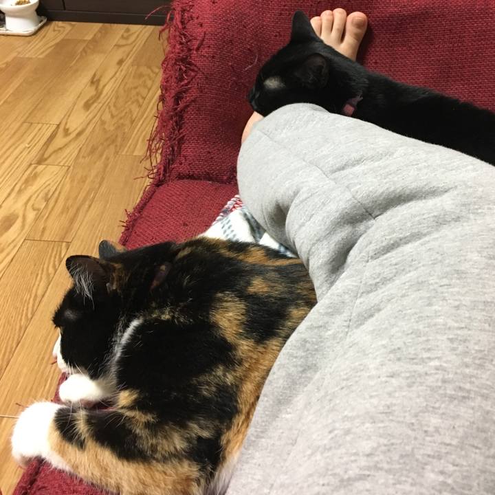 A5abf9cc 8c3a 4e04 88b5 1a44ccddd618