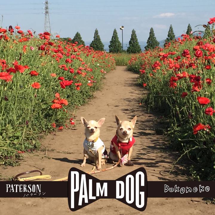 A5b16915 55ce 44ca bf28 5b06553ca016