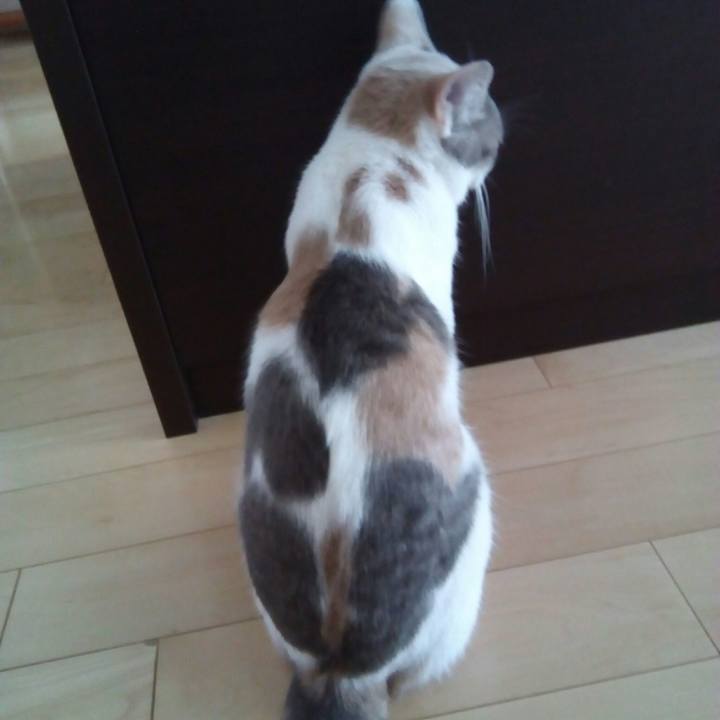 A5baf47e 4ac5 483e 84d6 b733f2d38cbf