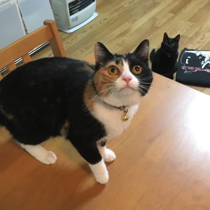 A5bcc9cd 4733 4be0 bde4 7bd55ad5cc0f