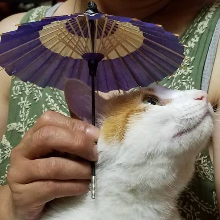 A5c0eb79 426d 401c 81d0 4eb1429043ef