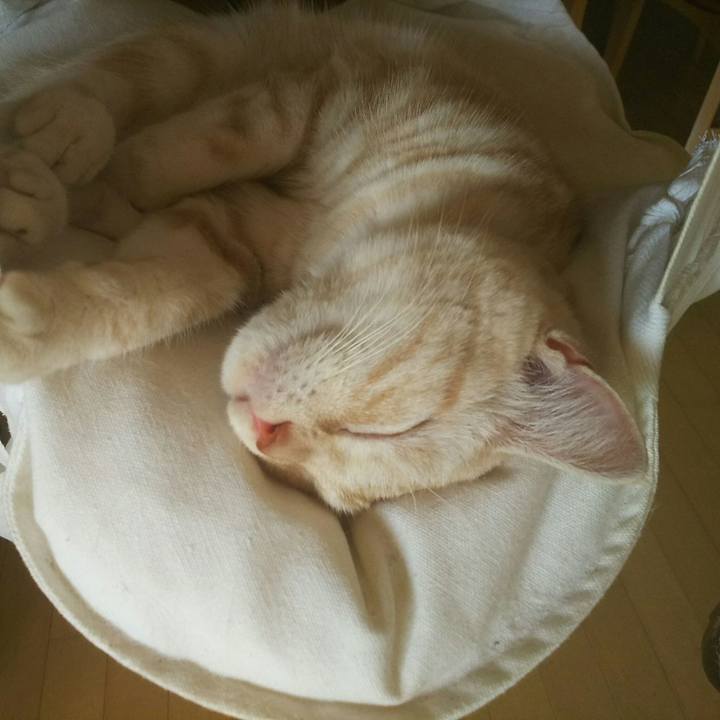 A5c251dd 95fc 43ad aa01 66da26a1e289