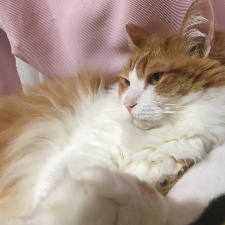 A5c36a5f f0af 42fb 8aa4 b1da19068466