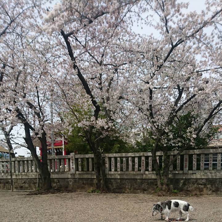 A5c51098 7d00 4398 9179 0d08295b13fc