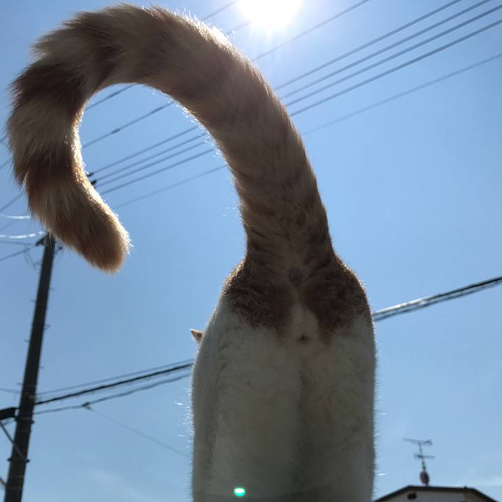 A5c61e63 b4ad 497f a947 8bba22b43b4b