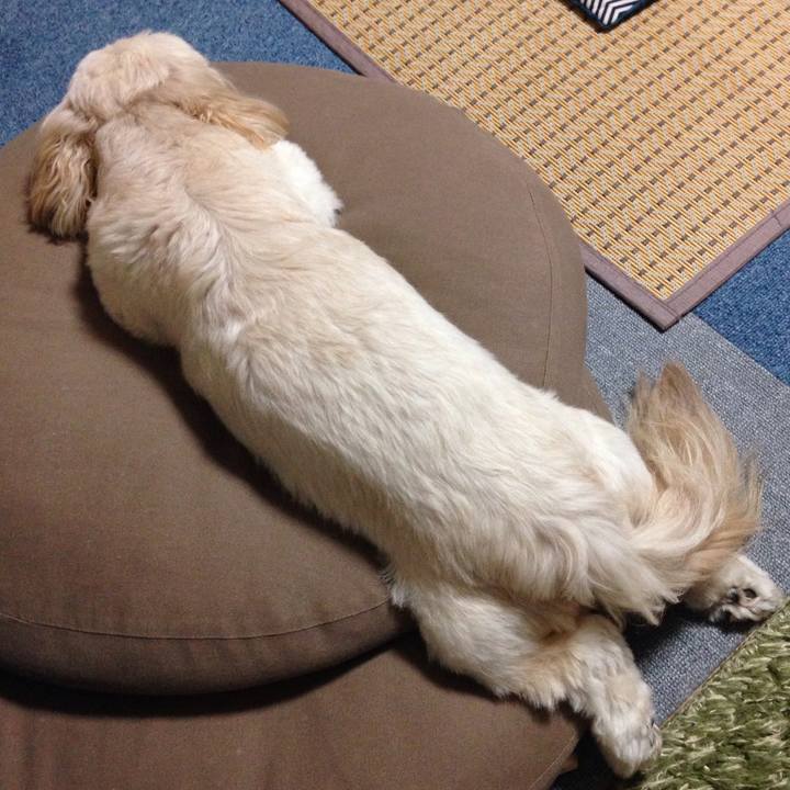 A5c68607 9ed6 43da b713 9473d7c44430