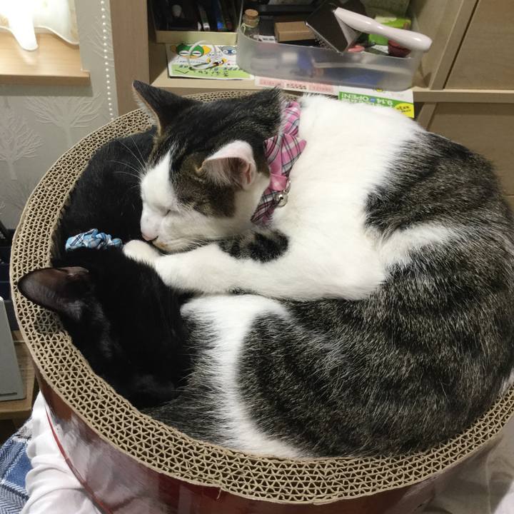 A5cebb10 c598 424d be56 fbd3057e68d5