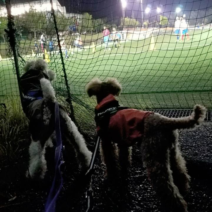 A5d98de3 f4bb 4ccd 8a98 dc0a5a1350b5