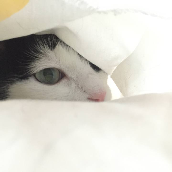 A5da8ea7 c3ef 49c2 af80 3c029c353aff