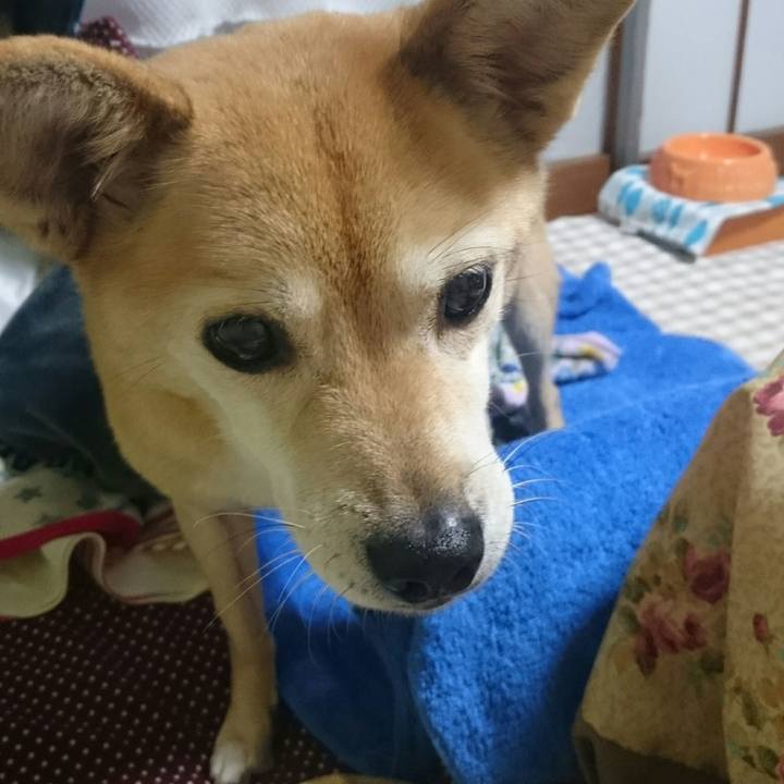 A5dc99f4 63d8 4737 91ab 85814ebb80e5