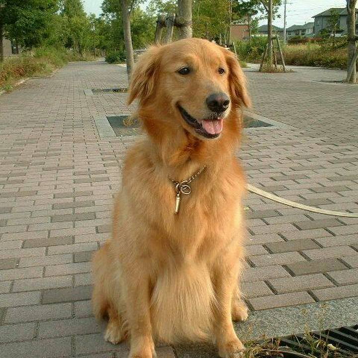 A5e3b868 8a7f 4f2d bec3 4e8442de6b24