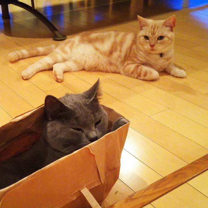 A5e4a209 59f8 4c4f bce9 a5bcb0428792