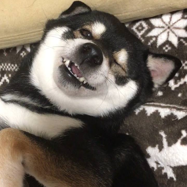 A5ee263d 69dd 45fe bd54 fcb5def0d855